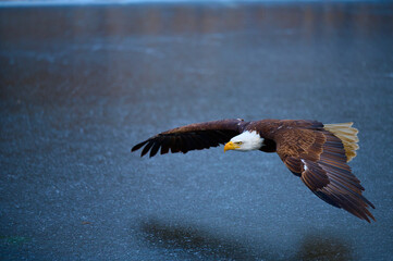 Bald Eagle gliding over frozen pond