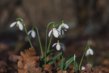 White snowdrops (Galanthus nivalis) close-up on blurry background with copy space. In the forest snowdrops are in bloom in the spring.