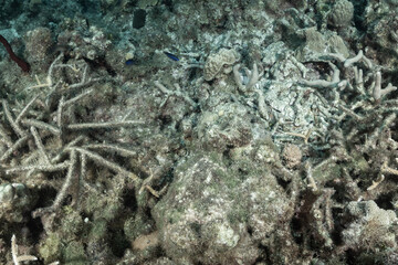 A tragic scene of the destruction of a tropical Caribbean reef where all the coral in sight has...