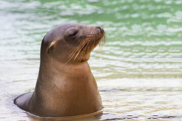 Obraz premium sea lion on the beach of Galapagos