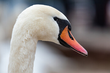 Portrait of a swan. Closeup of head with beak. The white feathers and orange beak of this magnificent bird.