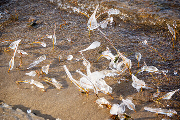 Close-up view of plants encased in ice