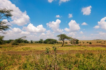Acacia trees growing in the wild at Nairobi National Park, Kenya