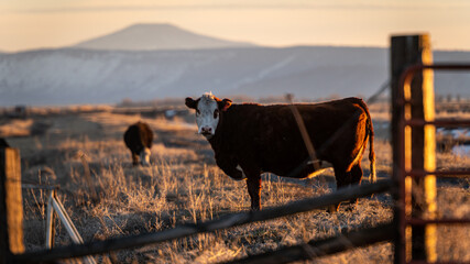 Cattle in field at sunset