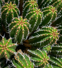 Close up of a spiky needled cactus © John
