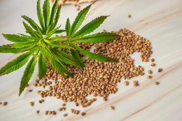 marijuana seeds in Scoops and tiny leaf a young plant grown at home for medical needs. cannabis...