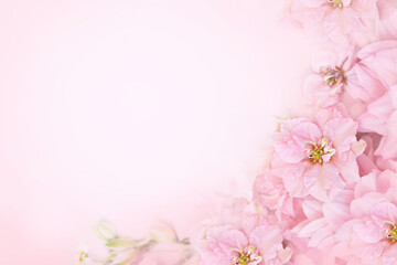 Spring pink blossom, larkspur bloom, springtime delphinium flowers background, pastel and soft floral card, toned	