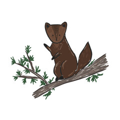 Cute sketch hand drawn brown sable on pine twig illustration. Cartoon childish funny animal for kids print design, textile decoration, greeting cards, stickers, logo