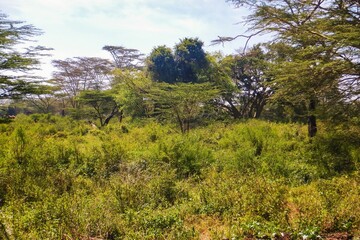 Acacia trees growing in the wild at Nairobi National Park, Kenya