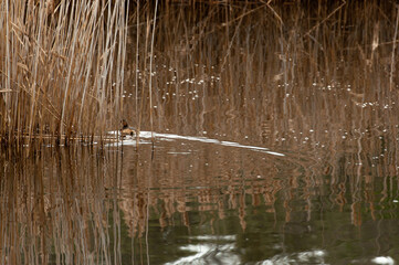 water birds 