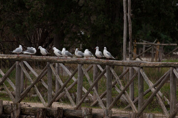 water birds 