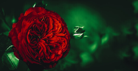 Dark red rose with place for text