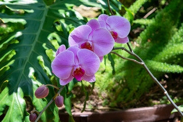 purple orchid in the garden
