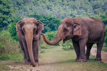 Dos elefantes juntos en Tailandia