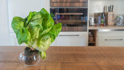 Lettuce green leaves salad with roots with ground on the kitchen background. Lettuce leaves ingredient for cooking.