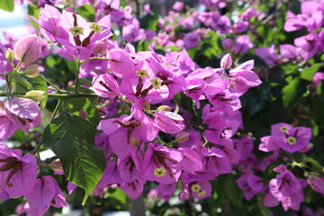 Bougainvillea. Blooming bush with bright beautiful flowers on a sunny day in the garden
