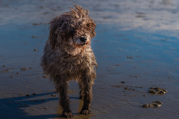 2022-01-18 A LONE ELDERLY WIRE HAIRED DOG IN THE SAND AT THE DOG BEACH IN OCEAN BEACH CALIFORNIA