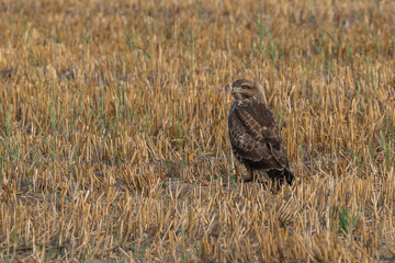 A stately buzzard on a stubble on a summer evening