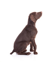 Portrait of a Hungarian pointer puppy sitting