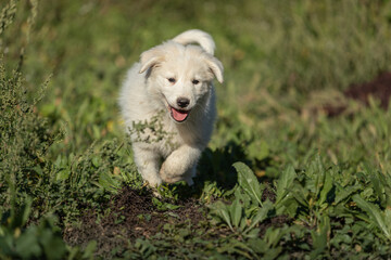 Pyrenean mountain puppy, patou,