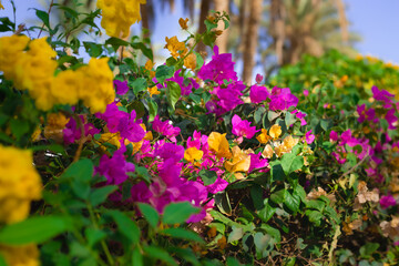 Fototapeta premium Beautiful yellow and pink exotic flowers with copy space. Tropical island resort beach flowers bushes. Bougainvillea yellow African flora plant.