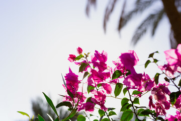 Tropical island resort beach flowers bush against blue morning sky with copy space. Pink exotic flowers. Purple bougainvillea african plant.