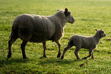 sheep and lamb on a sunny winters morning