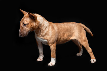 Female purebred dog of miniature bull terrier breed of red color standing isolated on black background