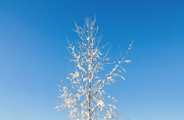 Frozen tree on blue sky background.