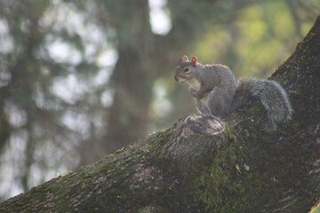 squirrel on a tree