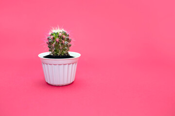 Small home cactus with red needles in a white pot on a pink background. Decorative cactus in a horizontal photo with free space for text