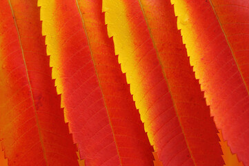 close up macro of Sumac leaves in autumn color