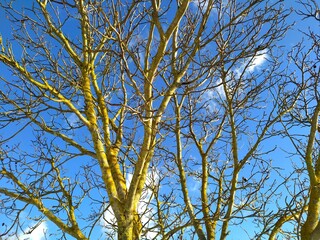 branches against blue sky