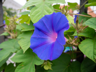 Blue morning glory or koali awa or Ipomoea indica flower closeup - obrazy, fototapety, plakaty