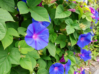 Blue morning glory or koali awa or Ipomoea indica flowering plant - obrazy, fototapety, plakaty