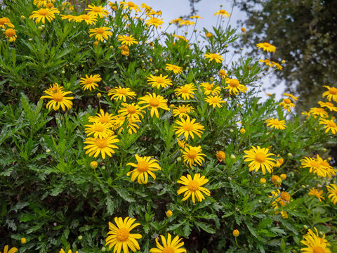 African bush daisy or bull's-eye or Euryops chrysanthemoides flowering plant in bloom