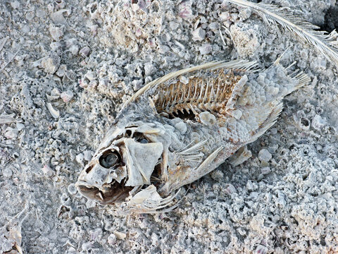 Fish Skeleton - Found on the shore of the Salton Sea, Southern California