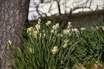 Narcissus flowers. A perennial plant of the Amaryllidaceae family that blooms white and yellow flowers from winter to spring. 