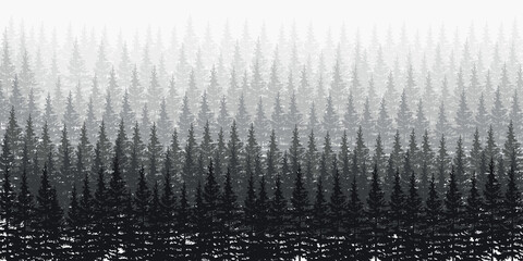 Forest background, nature, landscape. Evergreen coniferous trees. Pine, spruce, christmas tree. Silhouette vector