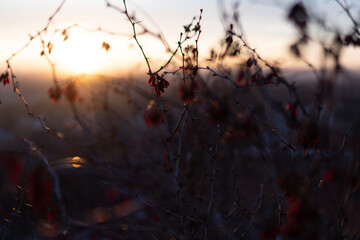 sunset through a bush of viburnum