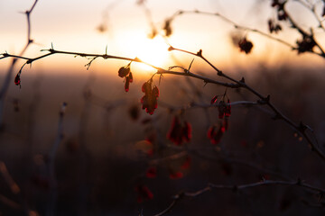 Fototapeta na wymiar sunset through a bush of viburnum