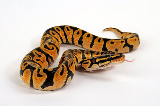 Ball python // K&ouml;nigspython (Python regius) - Pastel colour morph
