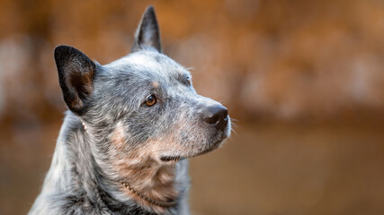 Naklejka na ściany i meble Close up portrait of head of australian cattle dog or blue heeler at nature in autumn. Copy space, selective focus