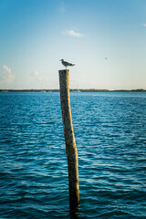 Pájaro sobre tronco en el mar