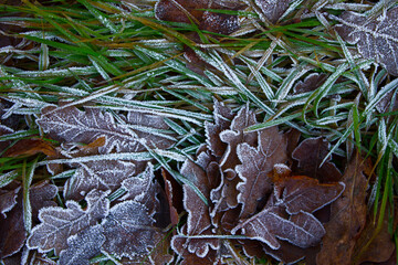 Leaves with frost. Beautiful leaves in frost. Beautiful leaves in the snow. Background, texture.