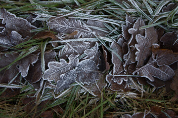 Leaves with frost. Beautiful leaves in frost. Beautiful leaves in the snow. Background, texture.