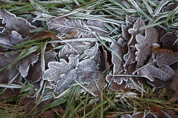 Leaves with frost. Beautiful leaves in frost. Beautiful leaves in the snow. Background, texture.