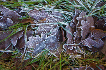Leaves with frost. Beautiful leaves in frost. Beautiful leaves in the snow. Background, texture.
