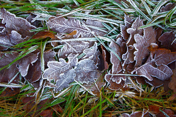 Leaves with frost. Beautiful leaves in frost. Beautiful leaves in the snow. Background, texture.