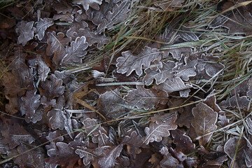 Leaves with frost. Beautiful leaves in frost. Beautiful leaves in the snow. Background, texture.